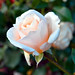 Rose Dean Photo 23