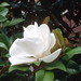 Frederick Flowers Photo 7