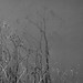 Andrea Plant Photo 13