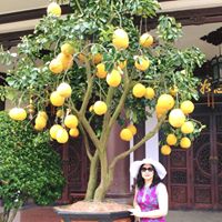 Oanh Pham Photo 39