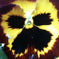 Lori Davidson Photo 34