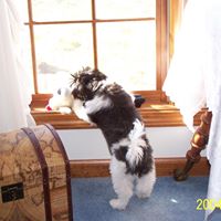 Sue Higginbotham Photo 19