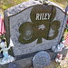 Dean Riley Photo 31