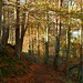 Allen Woods Photo 16
