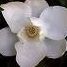 Jane Stephens Photo 24