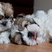 Shih Young Photo 4