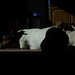 Jack Wallis Photo 11