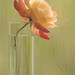 Rose Green Photo 11