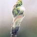 Bud Nicholas Photo 2