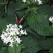 Fredrick Flowers Photo 6