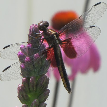 Vickie Haynes Photo 21