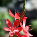 Connie Hanson Photo 14