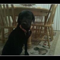Abby Collins Photo 5