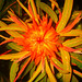 Debbie Albert Photo 16