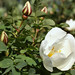 Bud Summers Photo 16