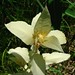 Kevin Plant Photo 19