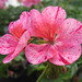 Spring Tuttle Photo 6