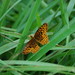 Allison Meadows Photo 30