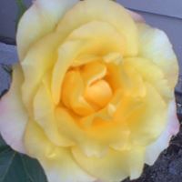 Carol Bruno Photo 38