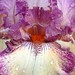 Louise Galloway Photo 21