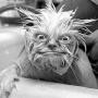 Debra Dennis Photo 29
