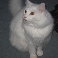 Oscar Griffin Photo 5