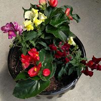Lisa Schell Photo 26