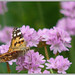 Cynthia Petit Photo 12