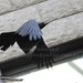 Bill Crow Photo 26