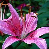 Teena Varma Photo 8