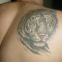 David Silvers Photo 26