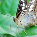 Sylvia Brown Photo 16