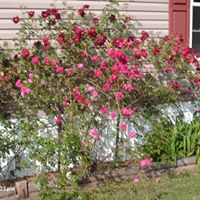 Deborah Mcneill Photo 18