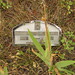 Helen Cline Photo 29