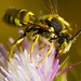 Mark Bee Photo 9