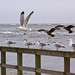 Bill Herring Photo 26