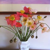 Janet Muir Photo 8