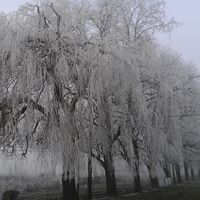 Tracy Mccarty Photo 29