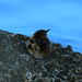 Billy Marsh Photo 22
