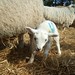 Bryan Lamb Photo 16