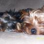 Traci Owens Photo 8