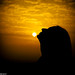 Adi Levy Photo 3