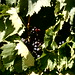 Victoria Vines Photo 9