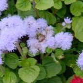 Margaret Leger Photo 9
