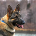 Michael Shepherd Photo 36