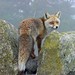 Victor Fox Photo 12