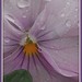 April Rains Photo 17