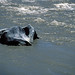 Ann Fonte Photo 6
