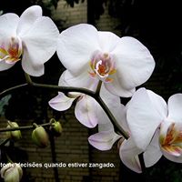 Leandro Santana Photo 30
