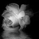 Donna Stanford Photo 31